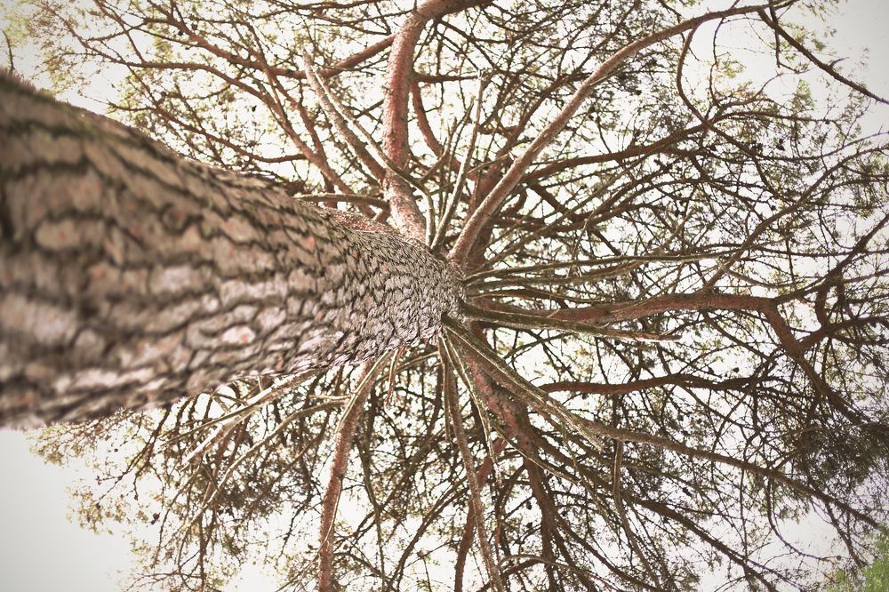 древо жизни.....