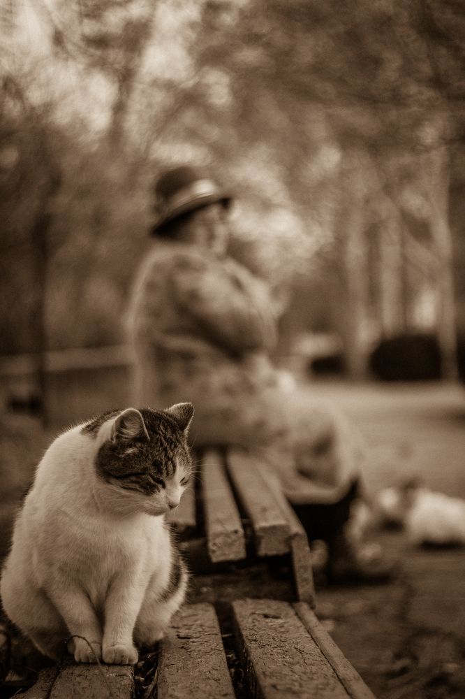 Не имеющий пристанища