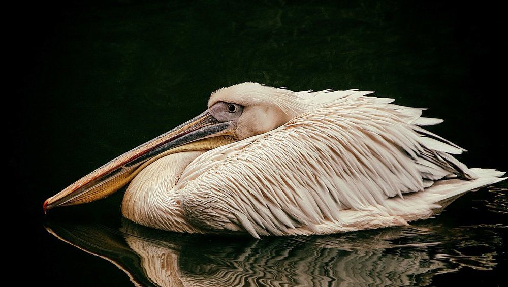 Фотография автора Александр