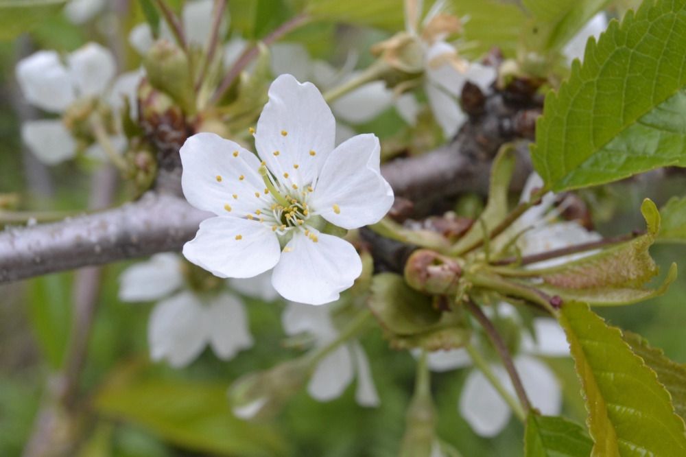 Фотография автора Антонина Клементьева