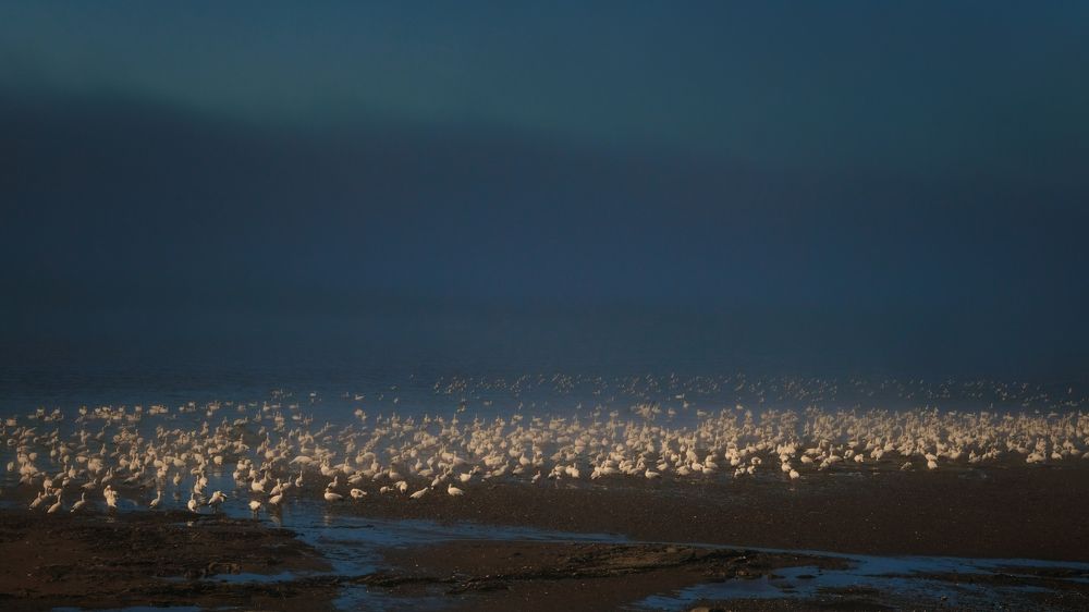 Wild geese between light and fog