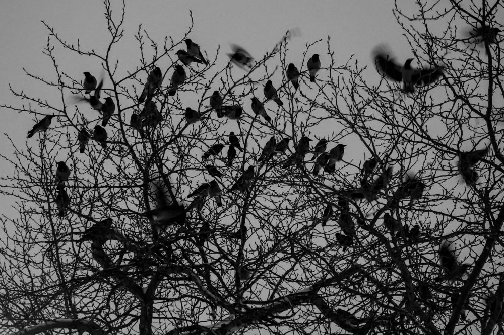 Photograph by Дмитрий Цикин