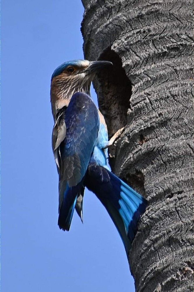 Indian roller bird