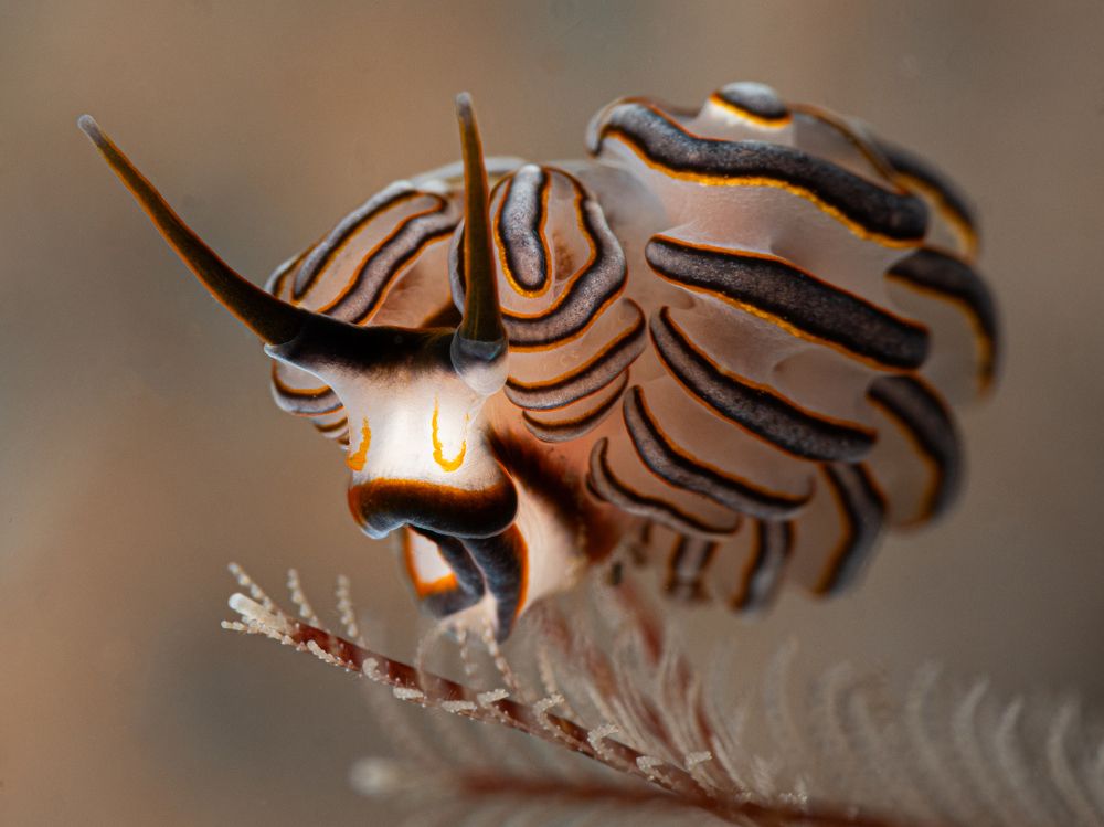 Photograph by Roberta Gossn Striuli