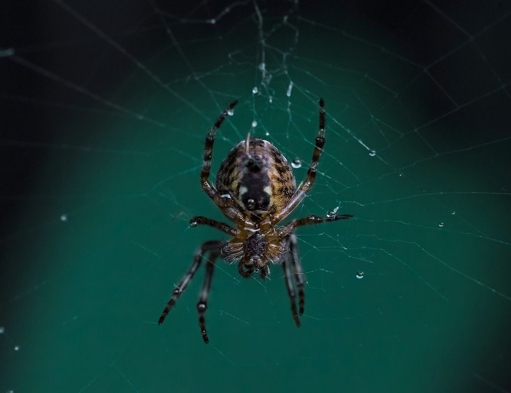 Photograph by Юлия Ильина