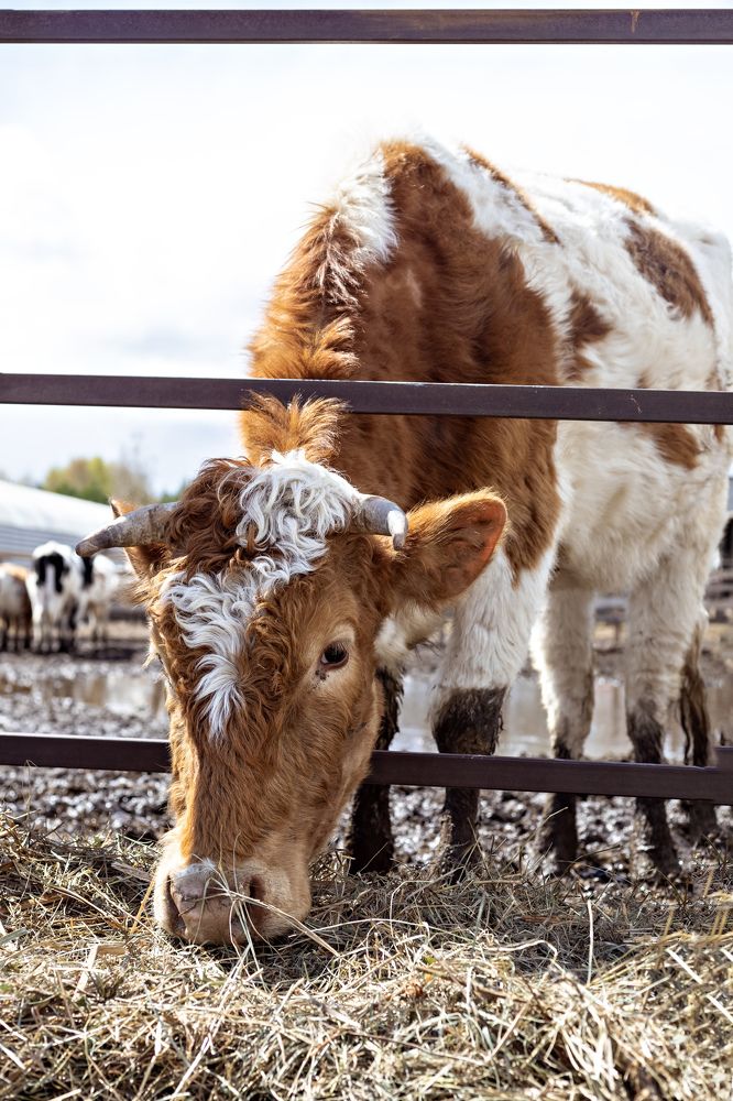 Photograph by Нина Пашина