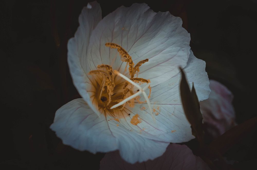 Photograph by Дмитрий Педченко