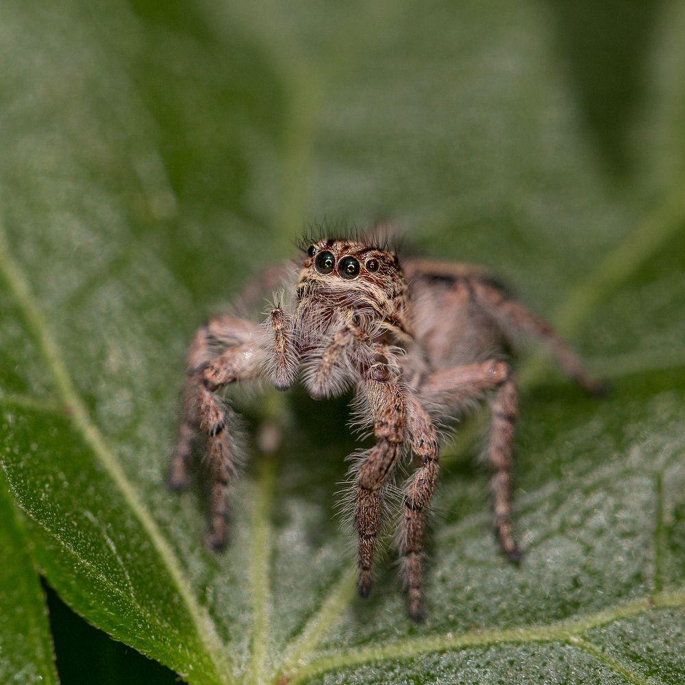 Фотография автора Carlos Gianoli