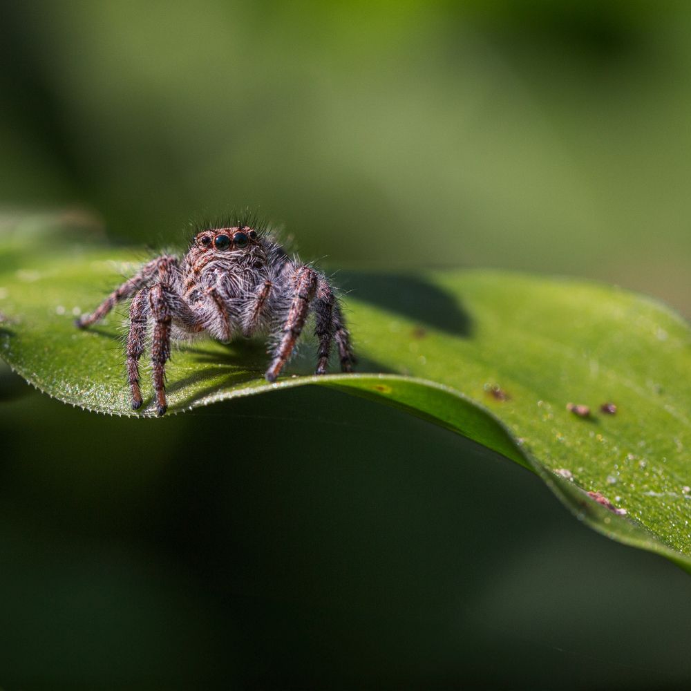 Фотография автора Carlos Gianoli