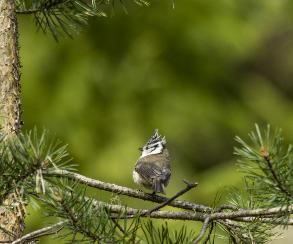 Фотография автора Александр Собокарь