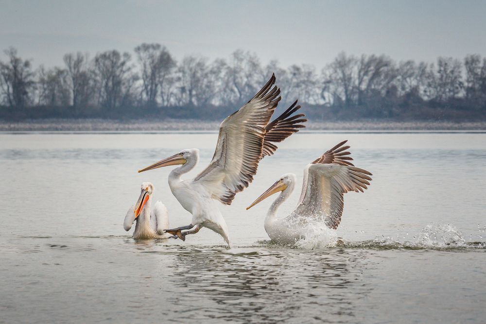 Фотография автора Елена Караилиева