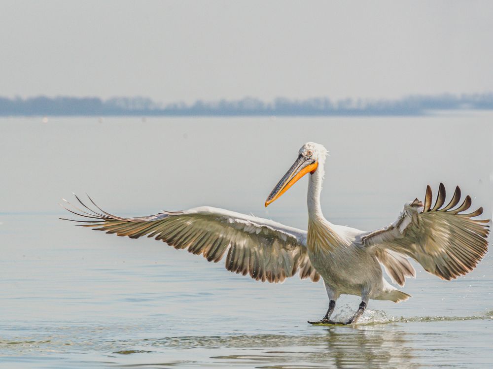 Фотография автора Елена Караилиева