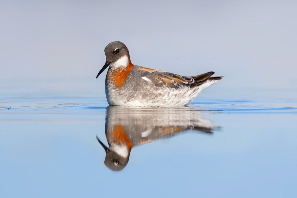 Photograph by Vida Shams