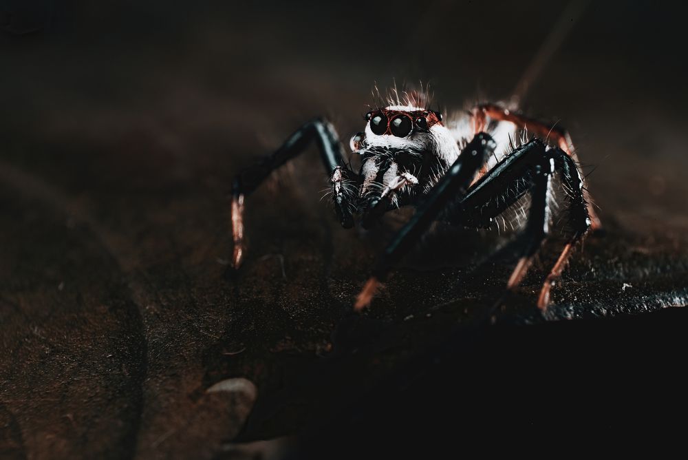 Photograph by Niranjan Baishya