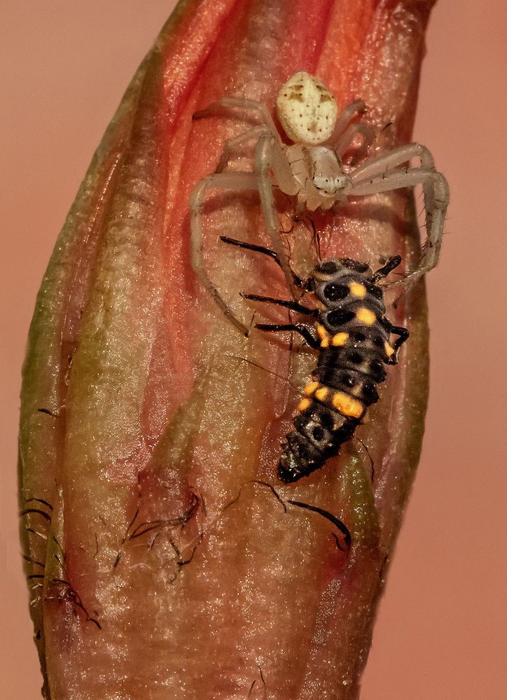 Photograph by Mario Fiorucci