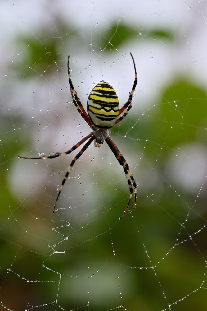Фотография автора Дмитрий Referee