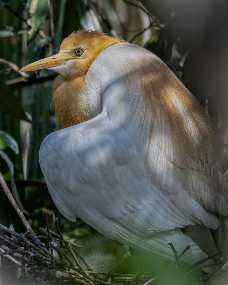 Cattle Egret
