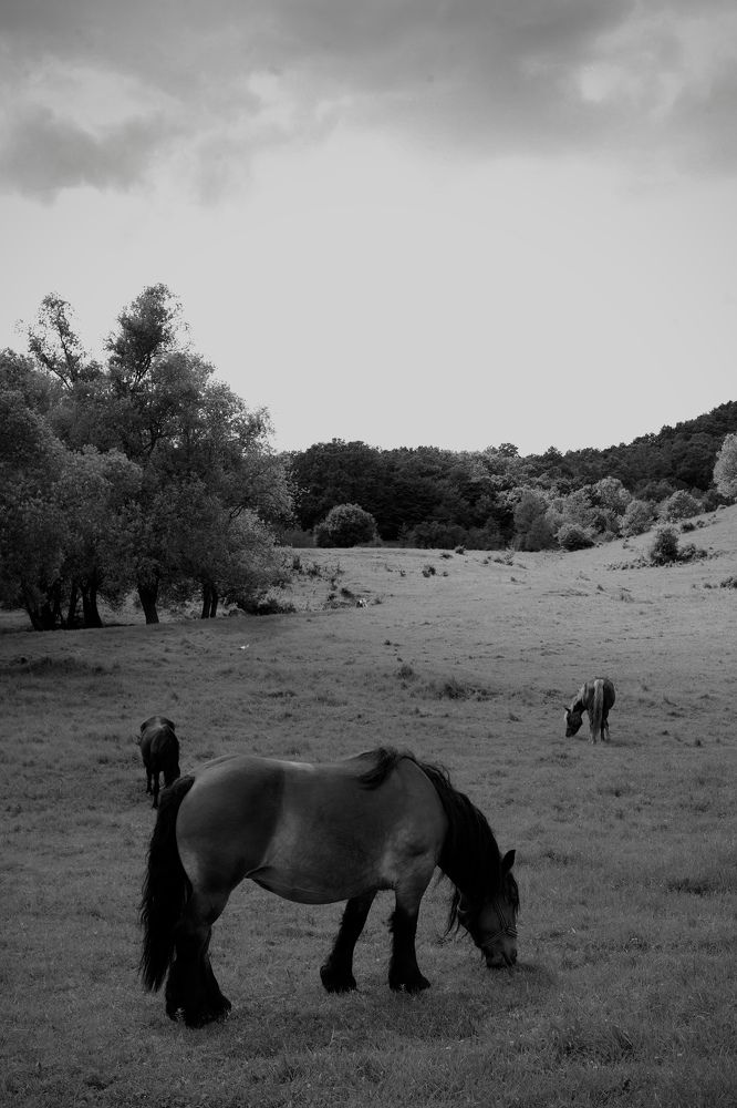 Photograph by Răzvan Meseșan