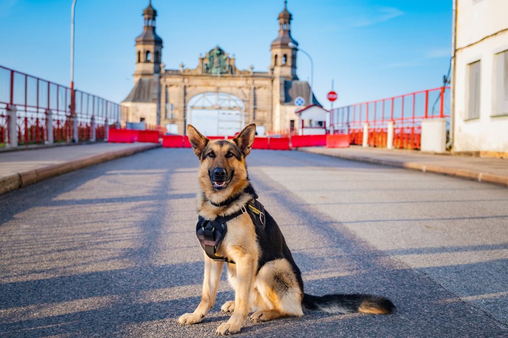 Königin-Luise-Brücke