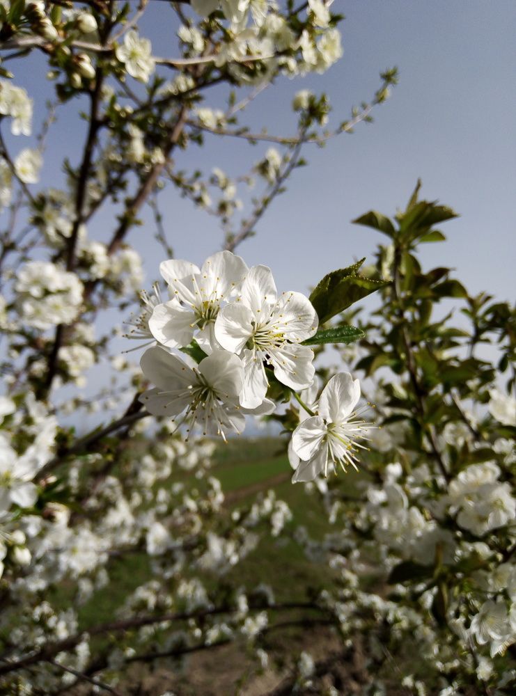 Photograph by zahra ghasemi ghasemi