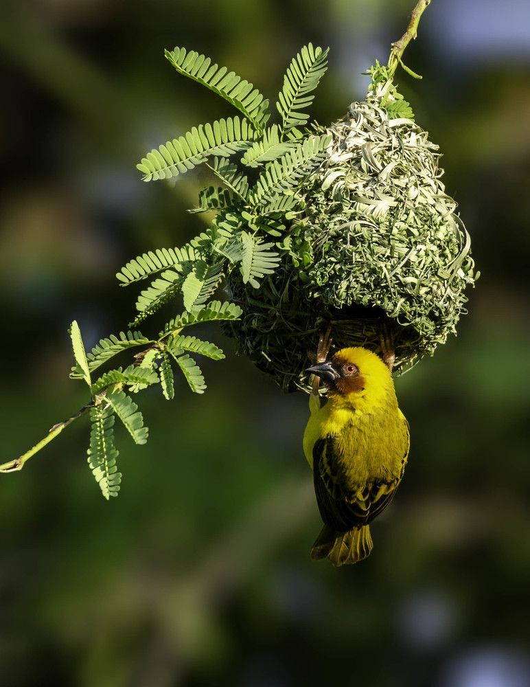 Фотография автора Renjith Kumar