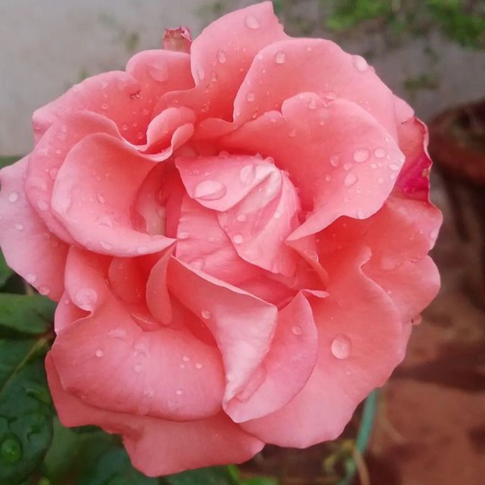 Photograph by Varsha G