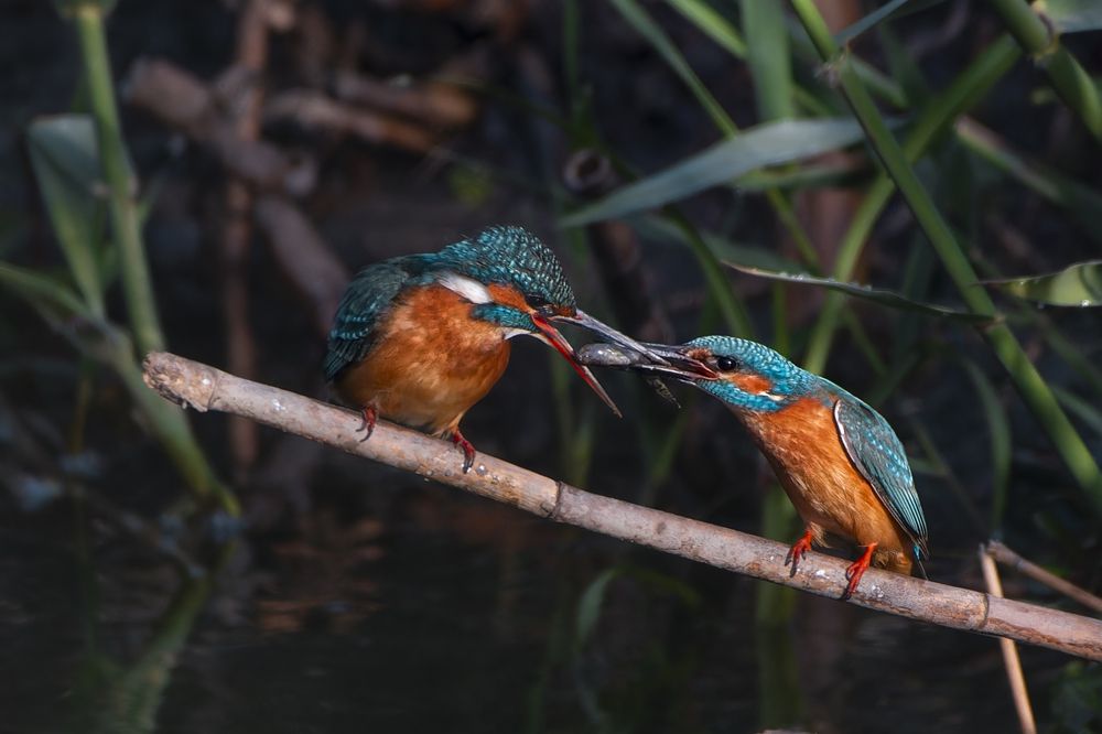 Photograph by Светлана Барабанщикова