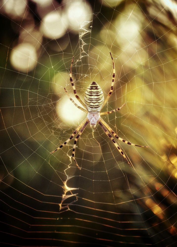 Фотография автора Максим Светличный