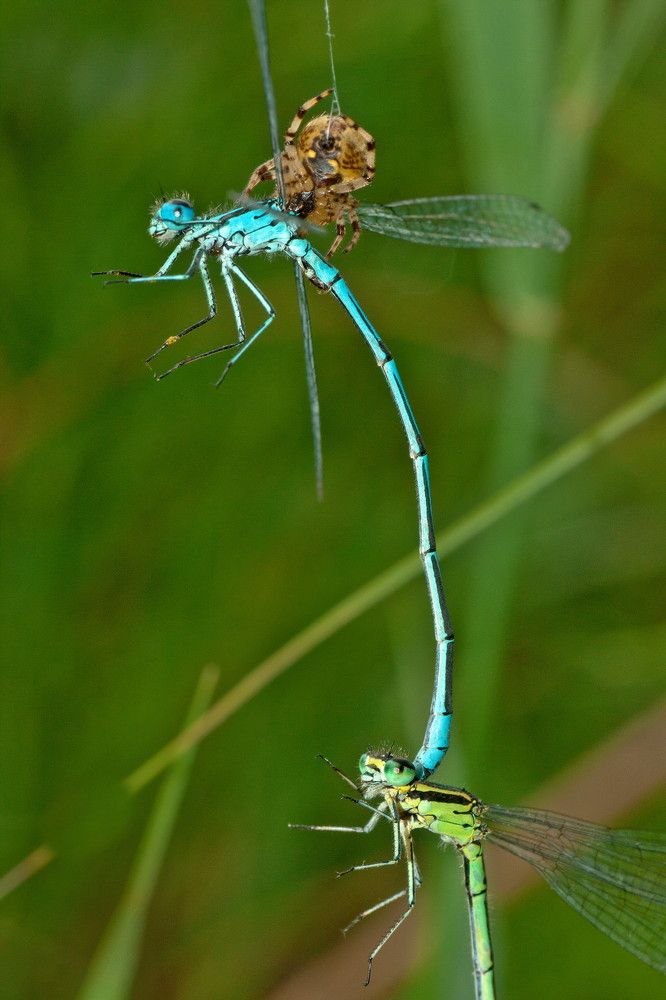 Фотография автора Максим Светличный