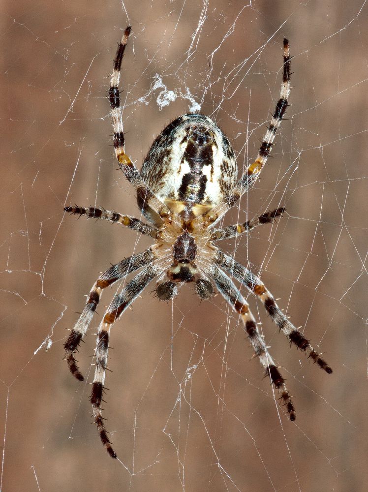 Фотография автора Максим Светличный