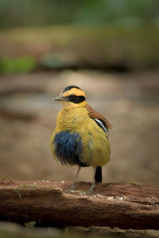 Photograph by Livines Annamalai