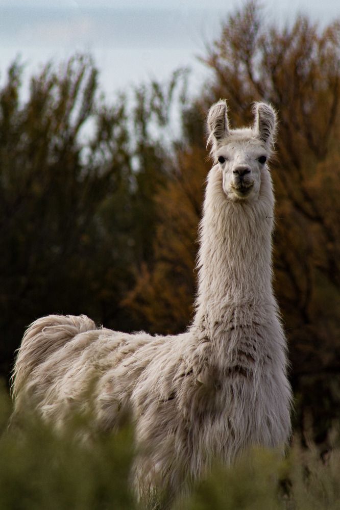 Photo #10603526