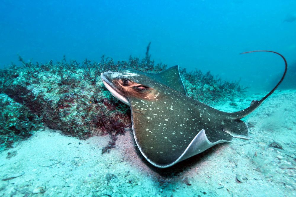 Фотография автора Phillip Rocha