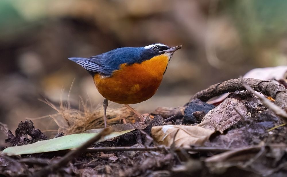 Photograph by HEMAMALI GUNASEKARA