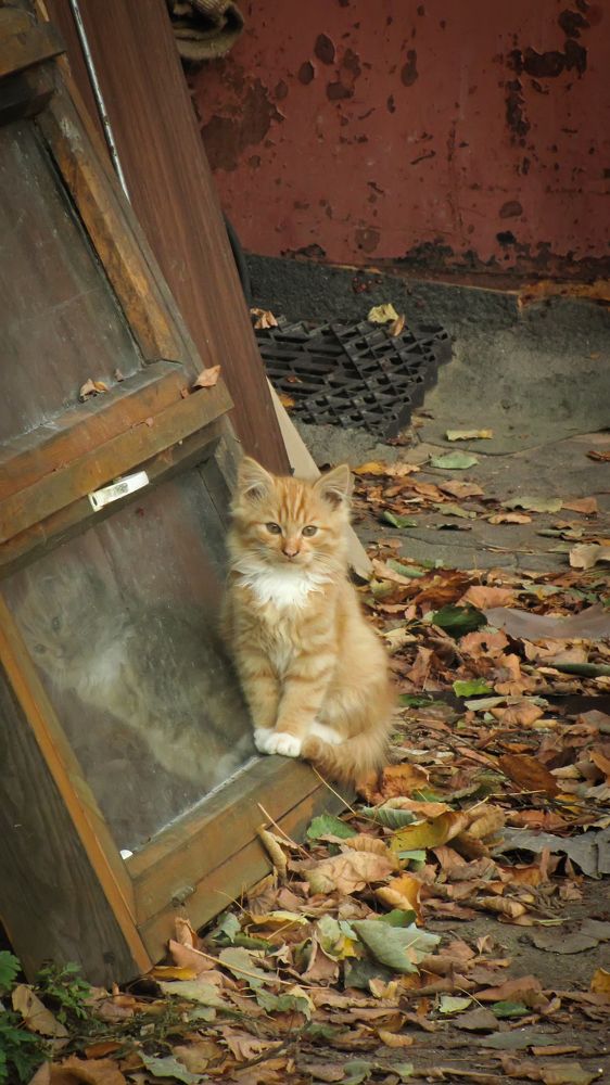 Рыжий красавец