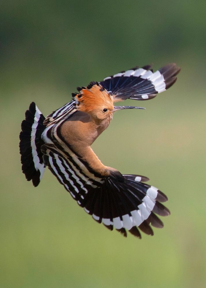 Фотография автора Hamidreza Saedi