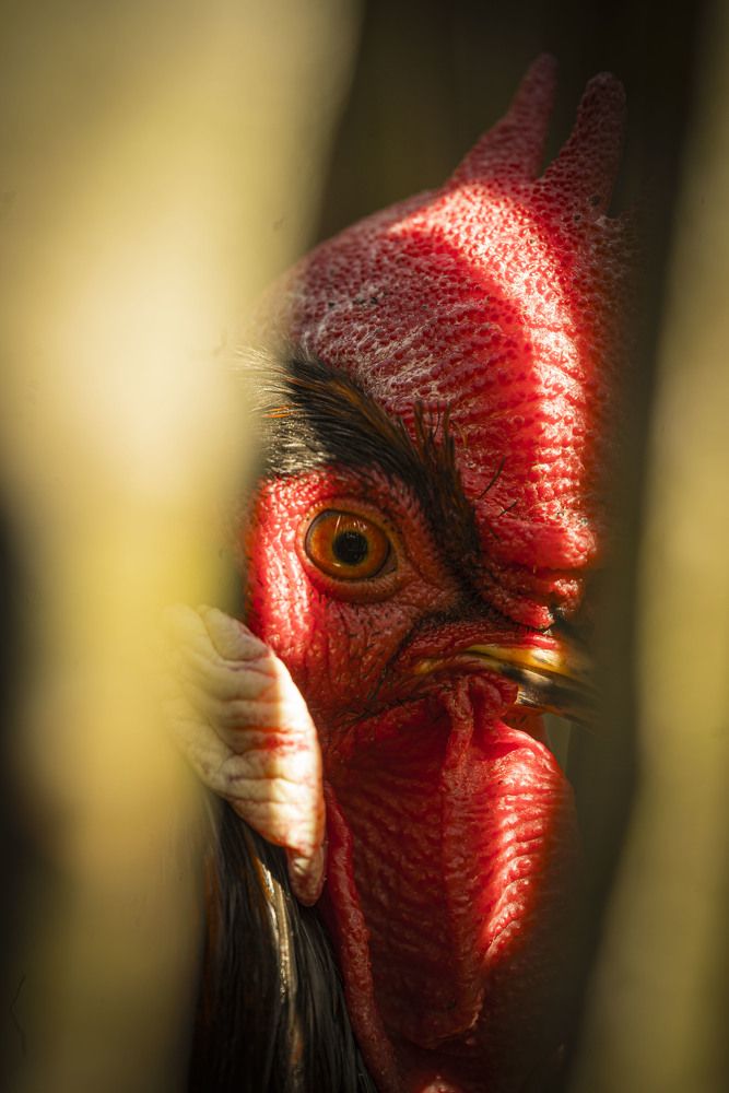 Красный гребешок