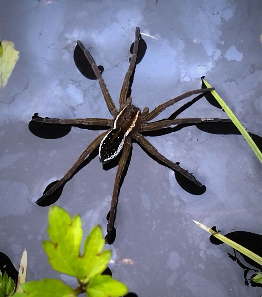 Photograph by Ольга Заповедная