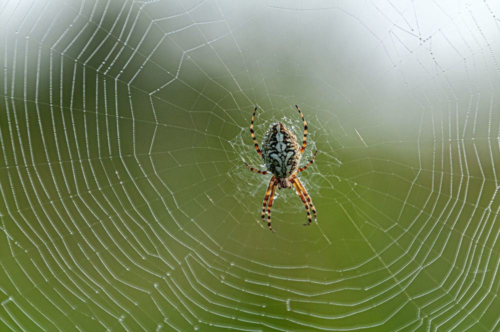Photograph by Vladimir  Komarov