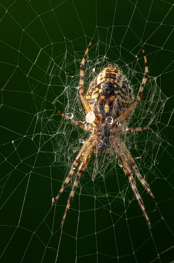 Photograph by Vladimir  Komarov