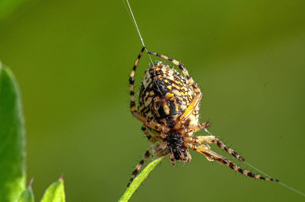 Photograph by Vladimir  Komarov