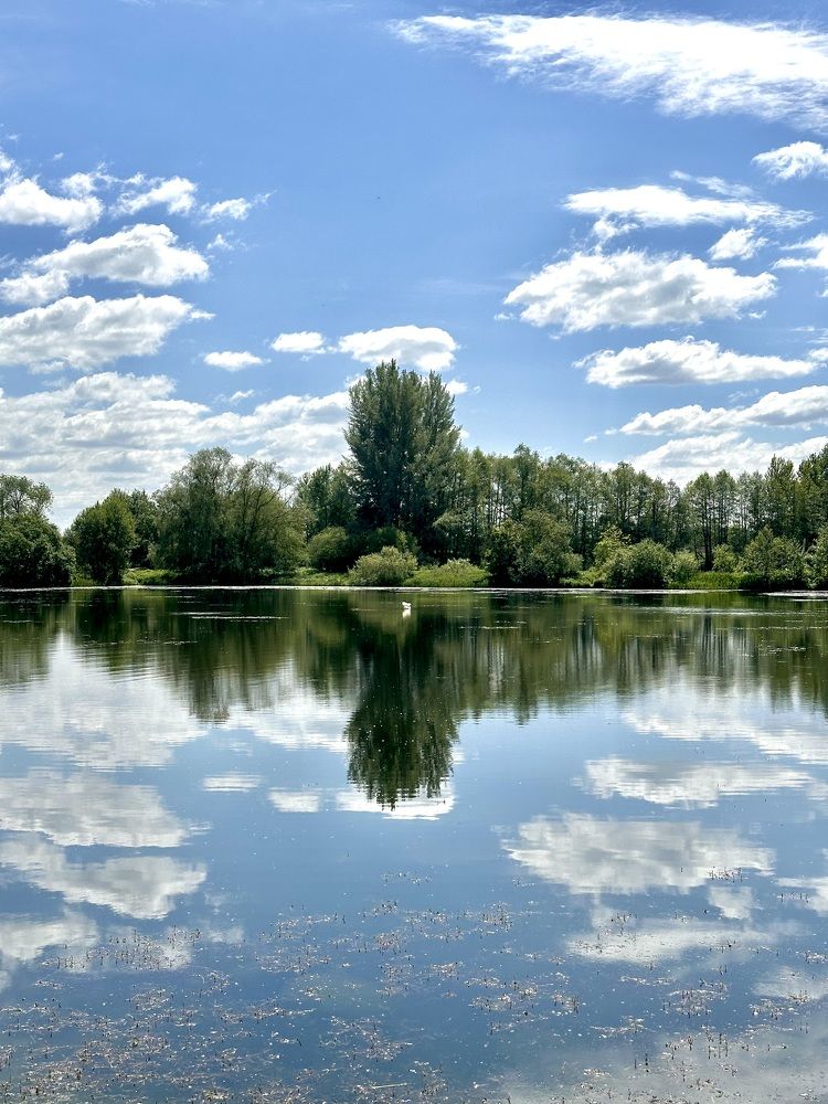 Белый лебедь на пруду….