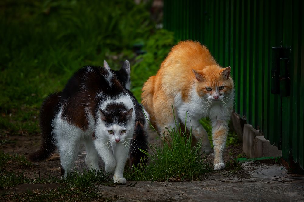 Photograph by Александр Соловьев