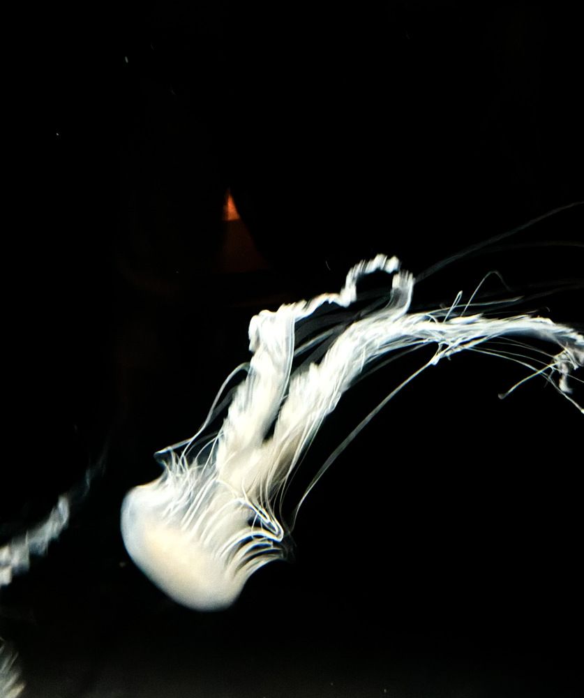 Photograph by Алина Шаховская-Константинова