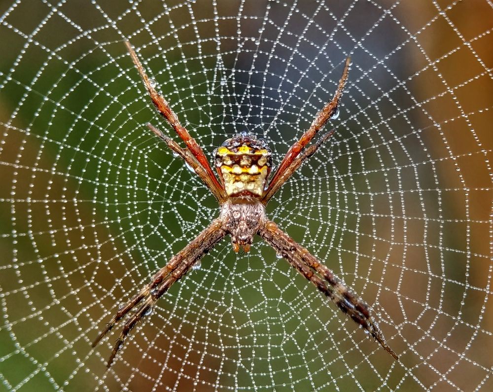 Фотография автора SK Shahbaj Ahmed