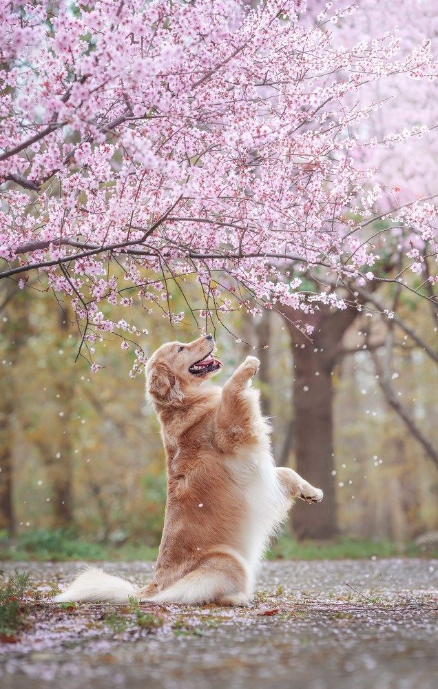 Photograph by 宠物摄影师狗哥