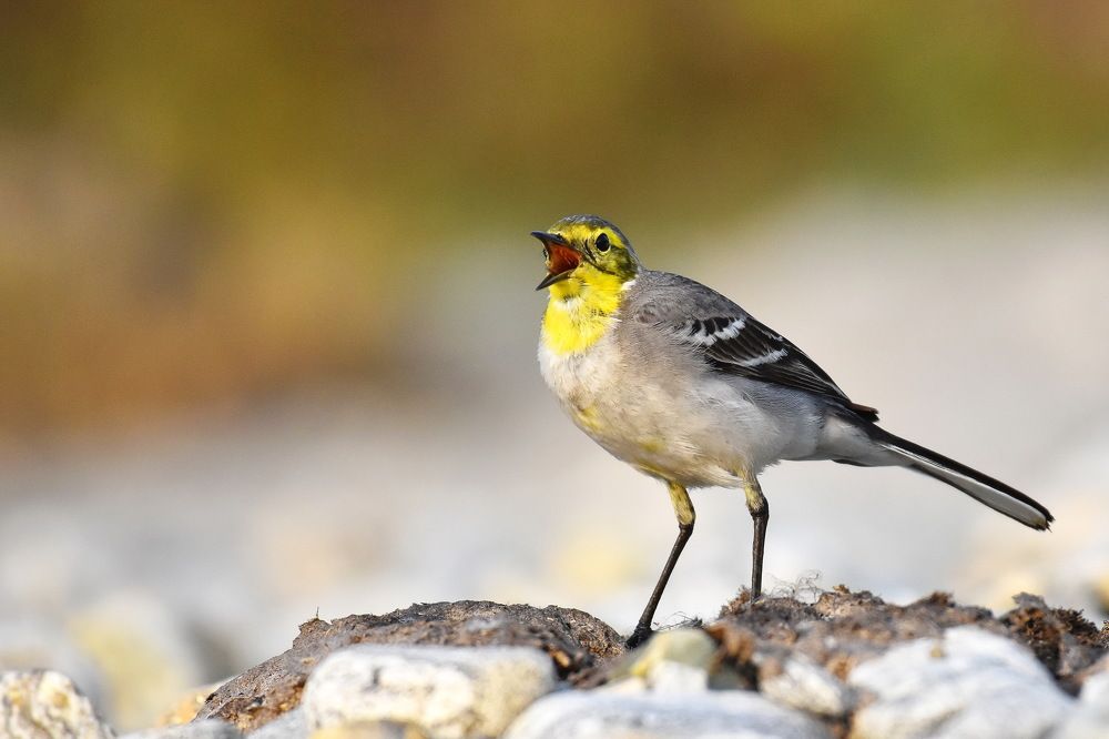 Photograph by Shankha Debnath