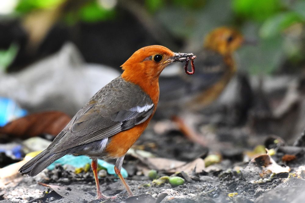 Photograph by Shankha Debnath