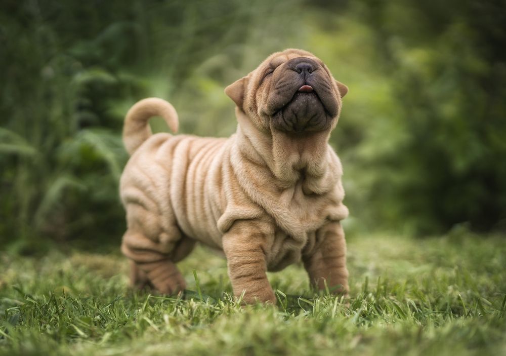 Photograph by Елена Раздвилова