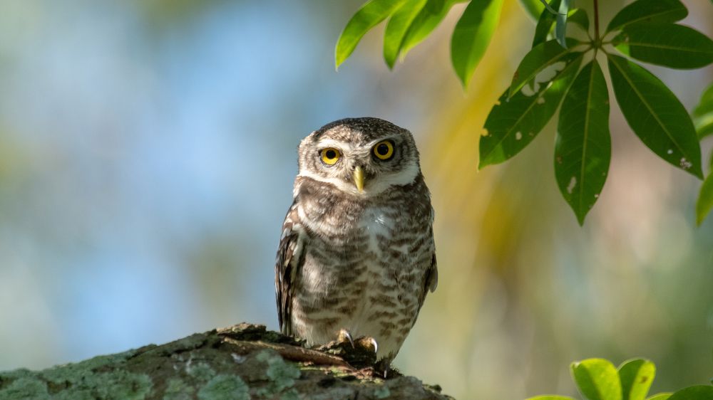 Photograph by Faisal Fasaludeen